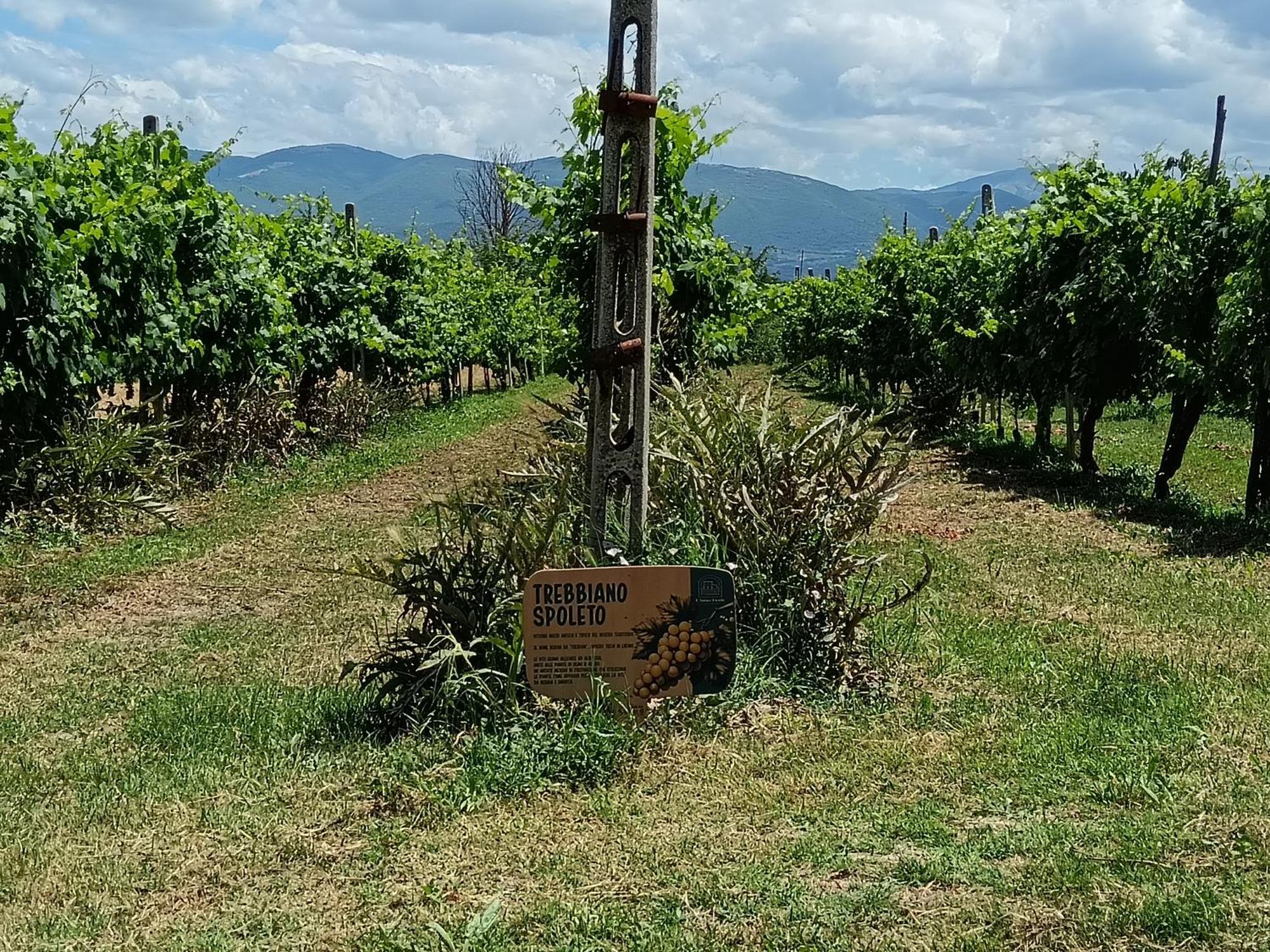 L'Antico Fienile Villa Montefalco Dış mekan fotoğraf